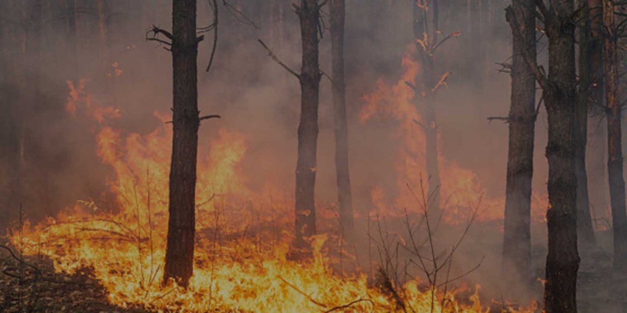 İstanbul Valiliği'nden ormanlara giriş yasağı, tarihleri duyurdu