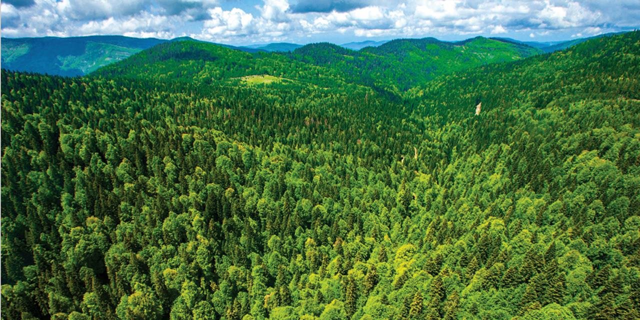 Samsun'da ormanlık alanlara girişe yasak
