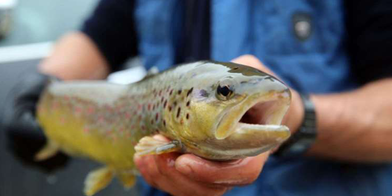Norveç somonunda parazite rastlandı! 'Türk somonuna bulaşabilir' uyarısı