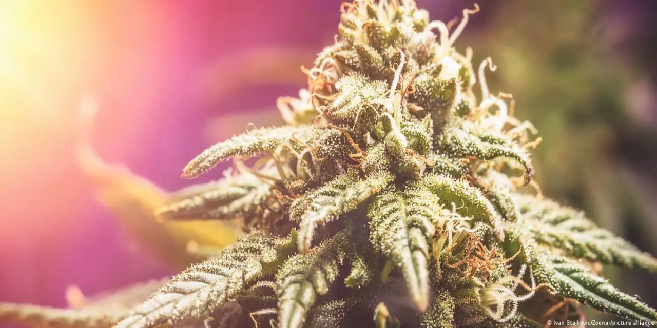 Alman Tabipler Birliği esrar yasasını eleştirdi