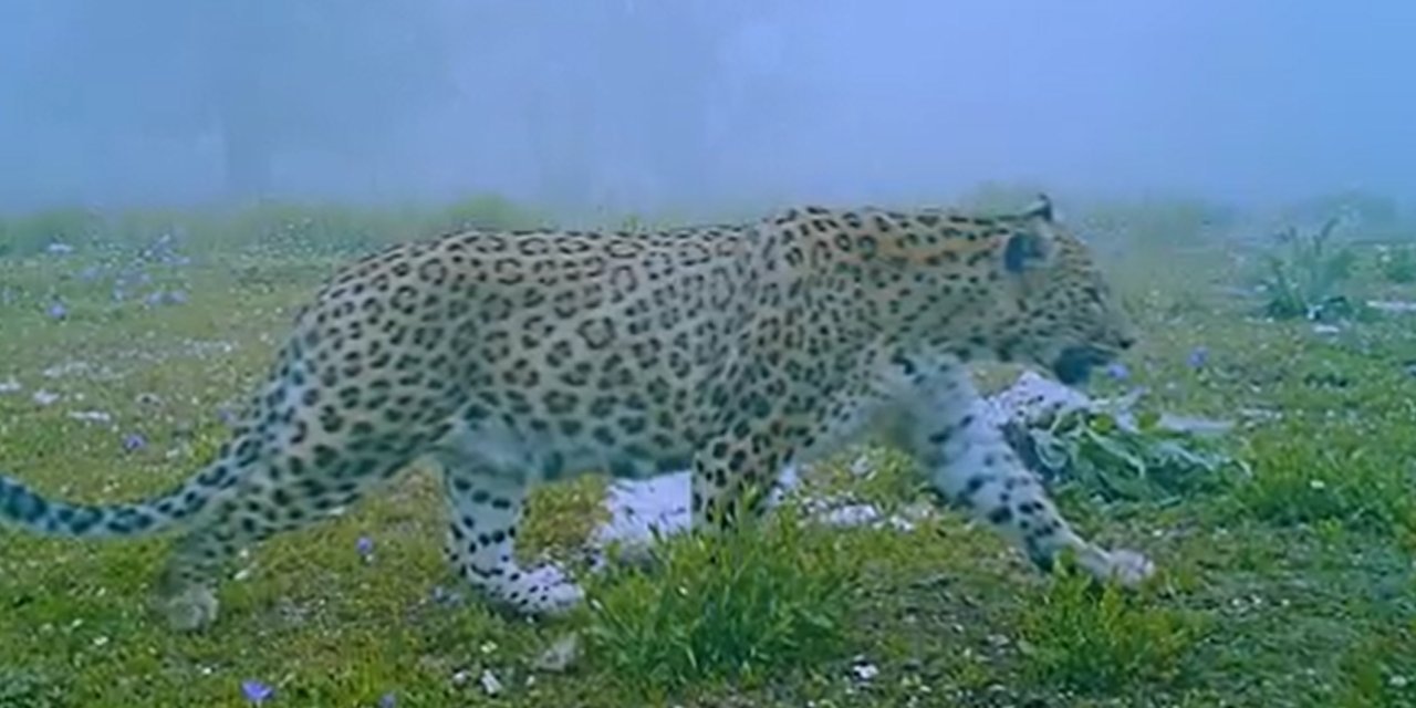 Anadolu parsı, fotokapanla görüntülendi