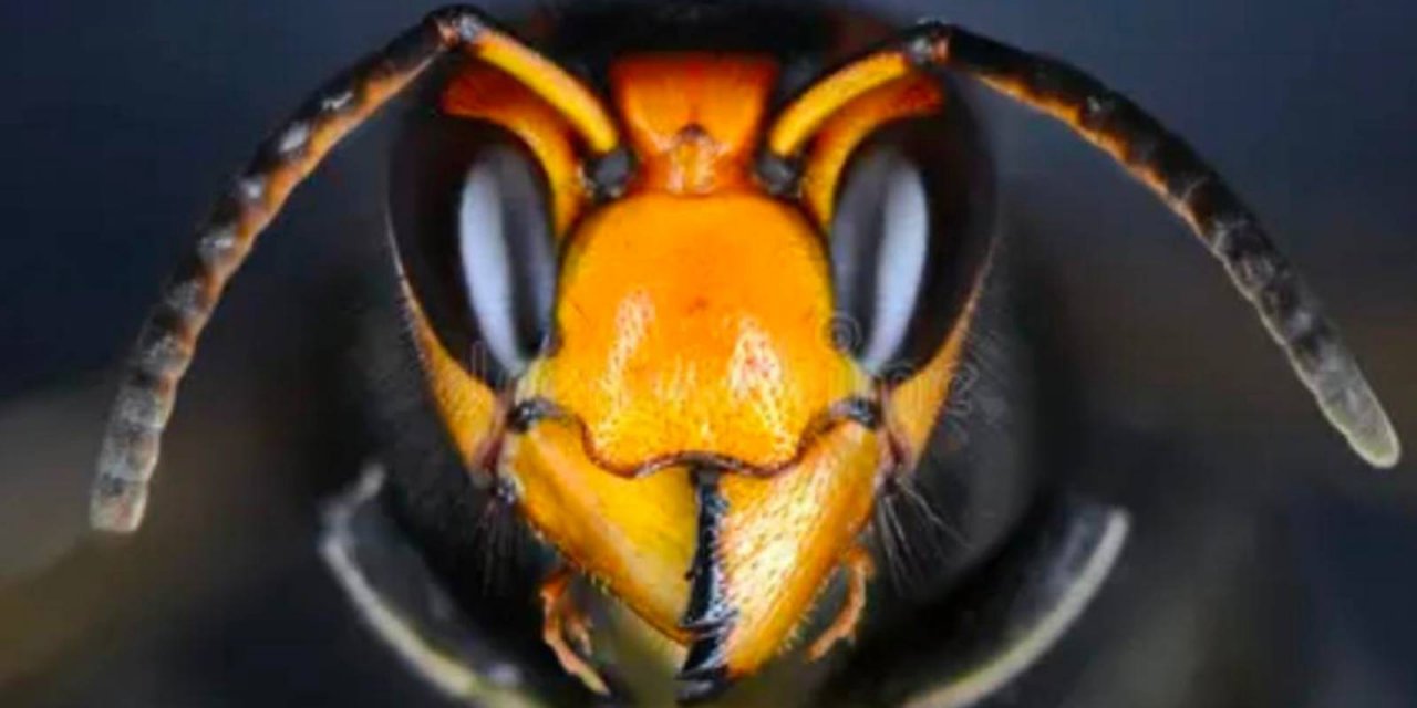 Ertuğrul Özkök: Geçen cumartesi 143 ülkenin açıkladığı korkunç gerçek; aramızda dolaşan 37 bin istilacı "Alien" var