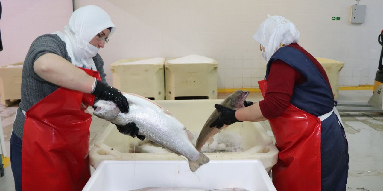 Rusya, İtalya, İngiltere, Hollanda ve Yunanistan Türkiye'den en çok balık alan ülkeler oldu... Somon, levrek ve çipura...