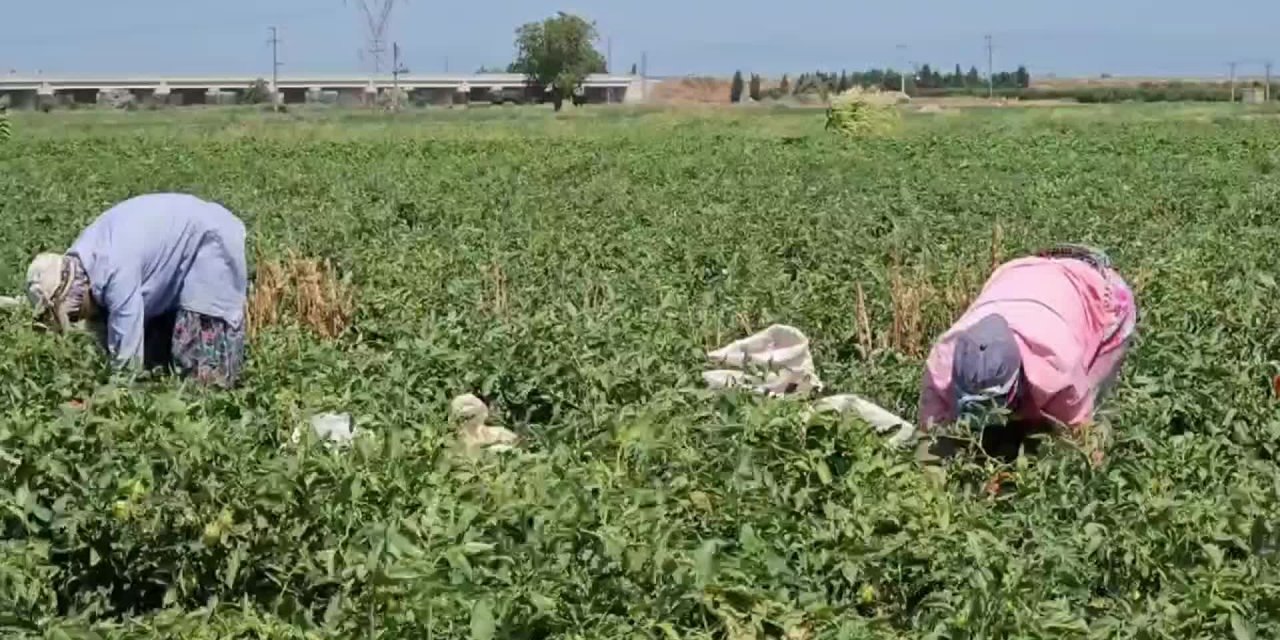 İSİG raporu: Tarımda son 10 yılda en az 1803 işçi iş cinayetlerinde yaşamını yitirdi