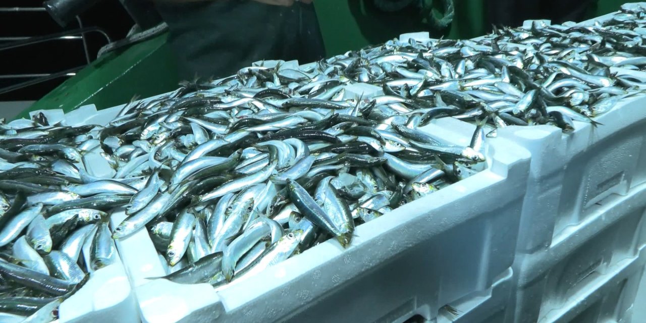 İstanbullu balıkçılara denetim: 5 günde 10 ton su ürününe el konuldu, 861 bin liralık idari para cezası kesildi