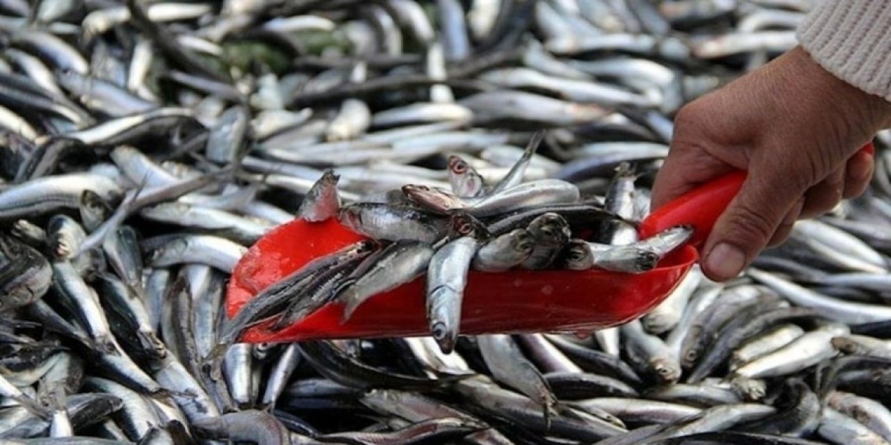 Balık fiyatlarına büyük zam