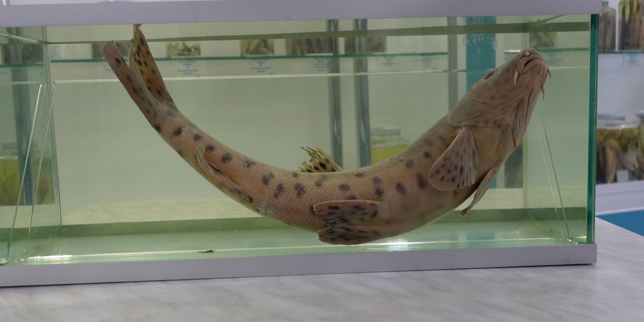 Dicle ve Fırat nehirlerinde dünyanın en nadir canlılarından leopar sazanı aranıyor