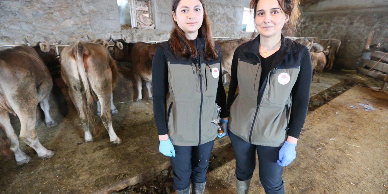 Kars'ta kadın veterinerler, köy köy dolaşıp hastalıklarla mücadele ediyor: 'Tedbirli, dikkatli ve sırayla işlerini yapıyorlar'