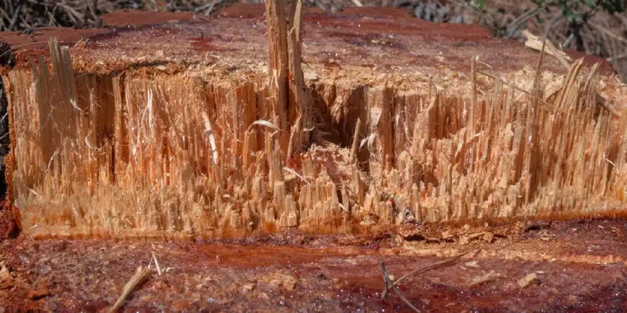 Maden ocağı için "kamu yararı" incelemesi istendi