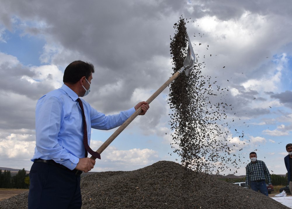Sivas'ta ayçiçeğinin ekim alanı genişliyor