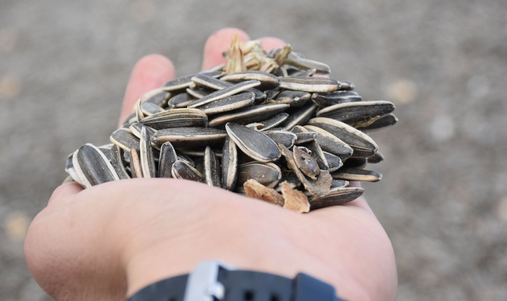 Sivas'ta ayçiçeğinin ekim alanı genişliyor