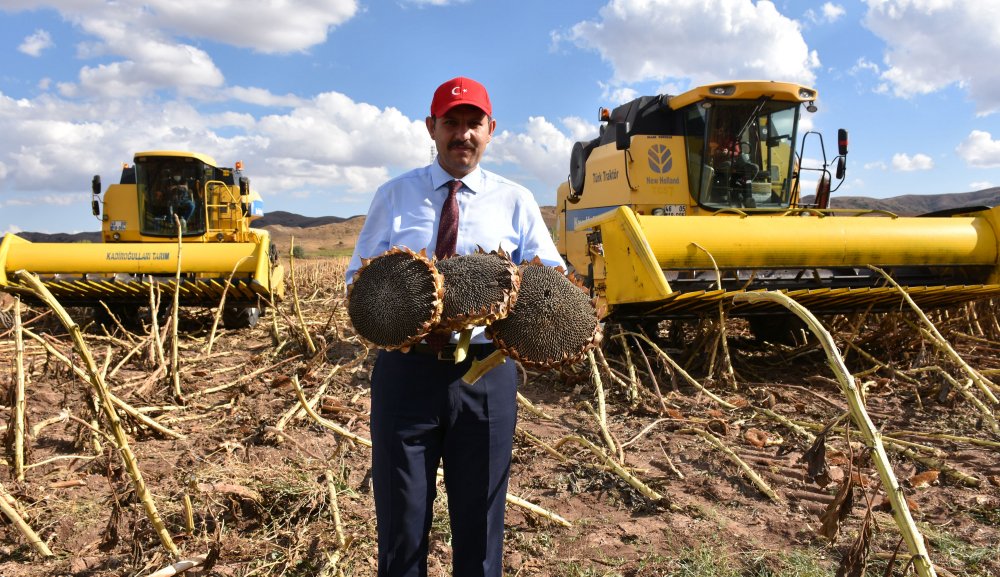 Sivas'ta ayçiçeğinin ekim alanı genişliyor