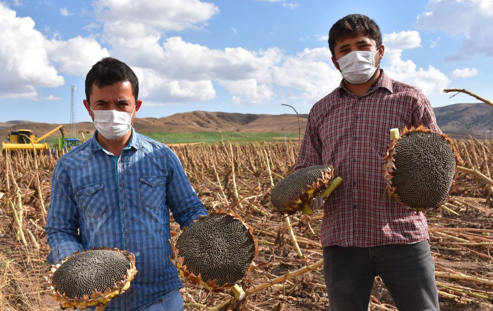 Sivas'ta ayçiçeğinin ekim alanı genişliyor