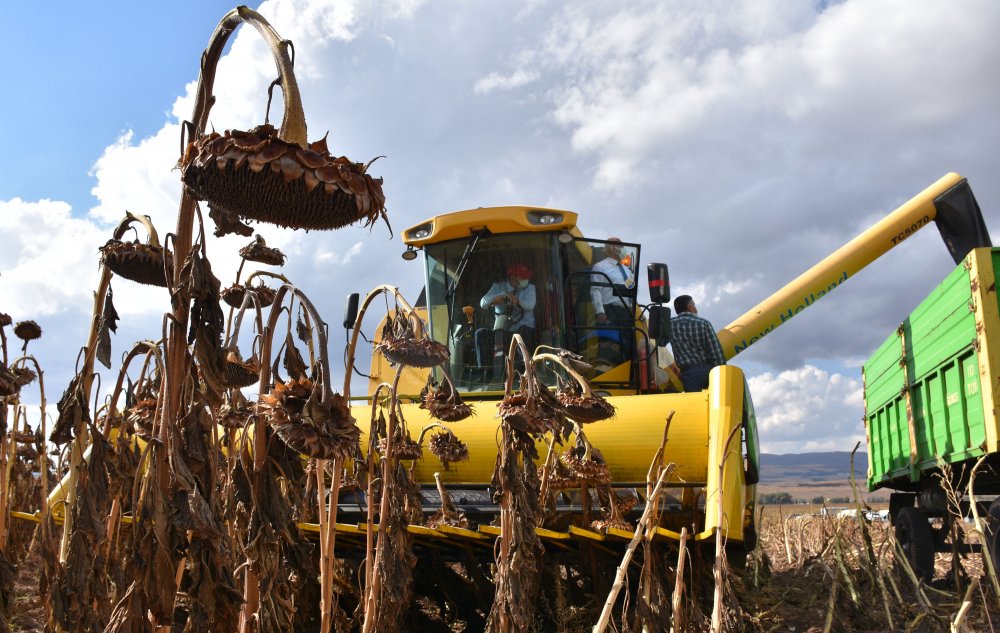 Sivas'ta ayçiçeğinin ekim alanı genişliyor