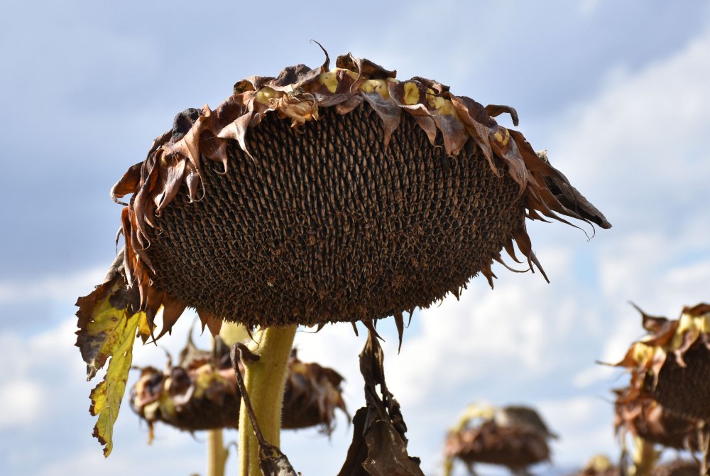 Sivas'ta ayçiçeğinin ekim alanı genişliyor