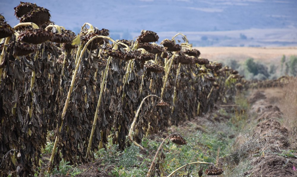 Sivas'ta ayçiçeğinin ekim alanı genişliyor