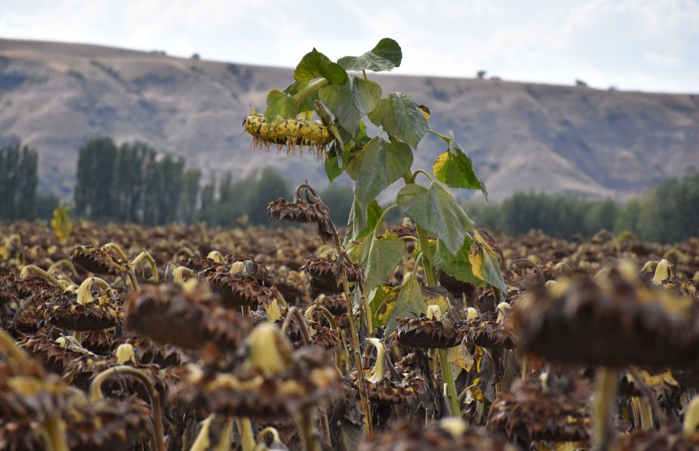 Sivas'ta ayçiçeğinin ekim alanı genişliyor
