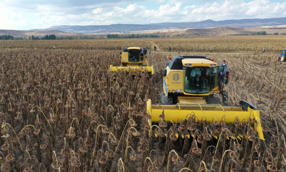 Sivas'ta ayçiçeğinin ekim alanı genişliyor