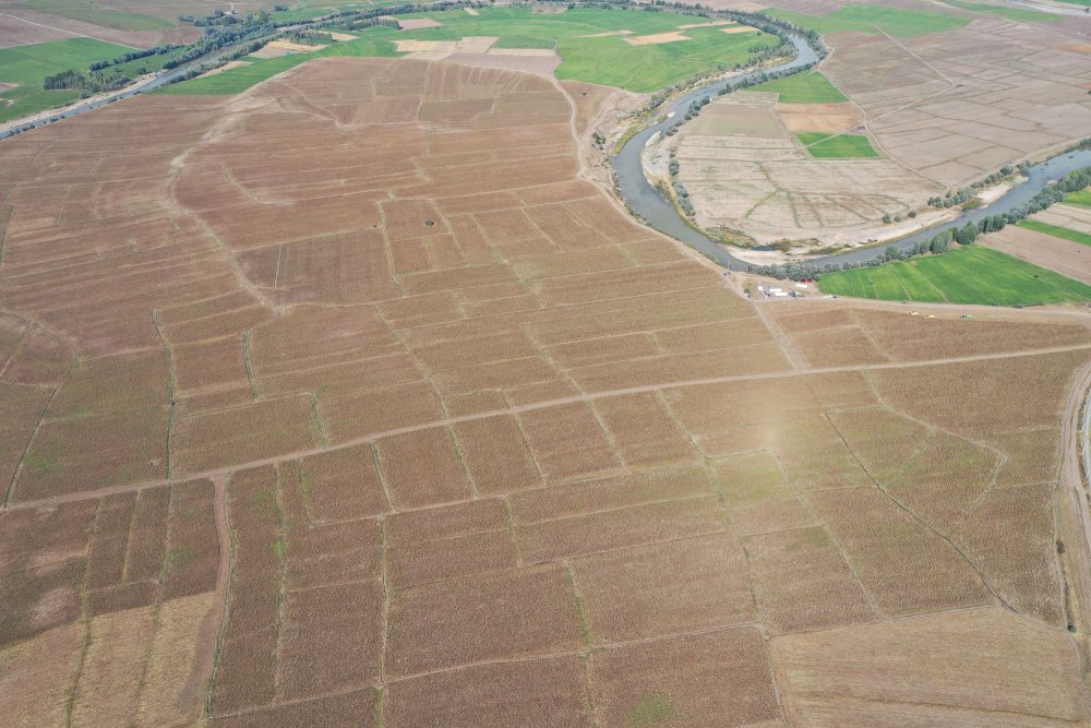 Sivas'ta ayçiçeğinin ekim alanı genişliyor