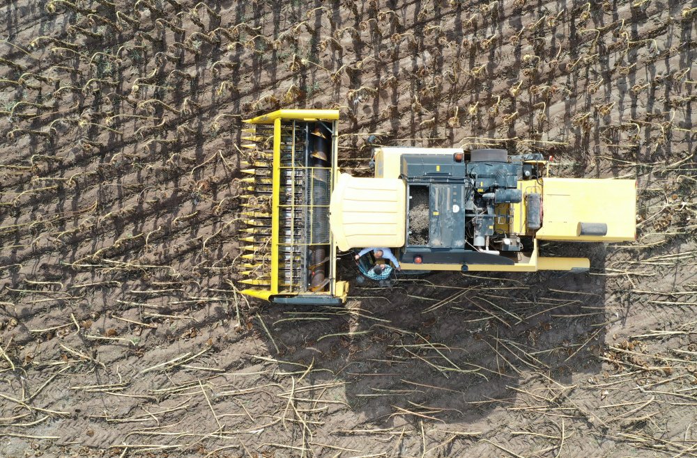 Sivas'ta ayçiçeğinin ekim alanı genişliyor