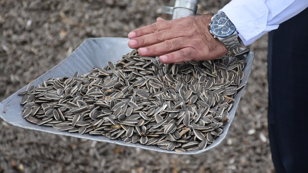 Sivas'ta ayçiçeğinin ekim alanı genişliyor