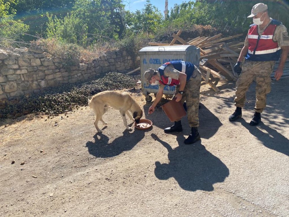Elazığ'da jandarmadan Hayvanları Koruma Günü etkinliği