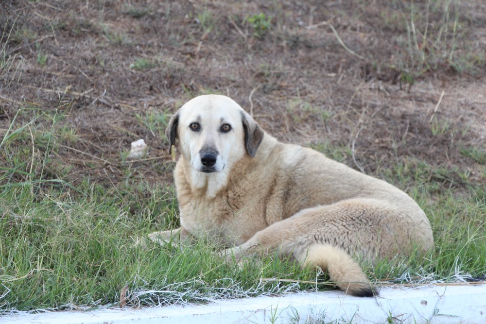 'Sokak hayvanlarını aşılayamazsak insan sağlığını koruyamayız'