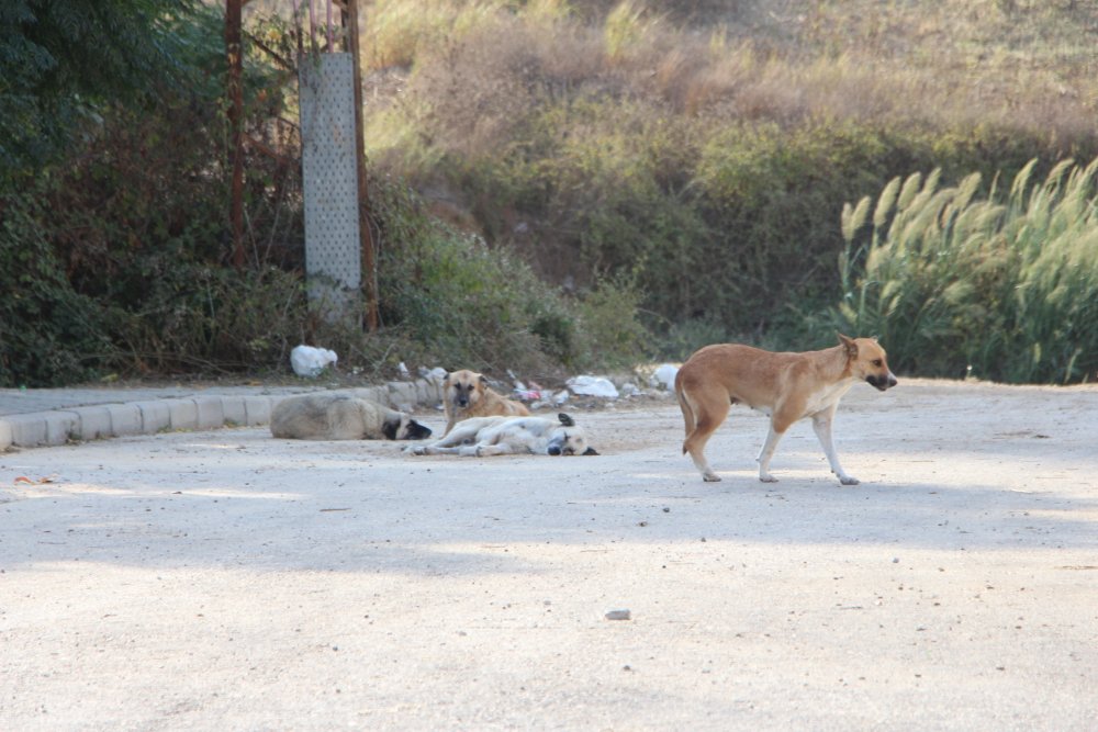 'Sokak hayvanlarını aşılayamazsak insan sağlığını koruyamayız'