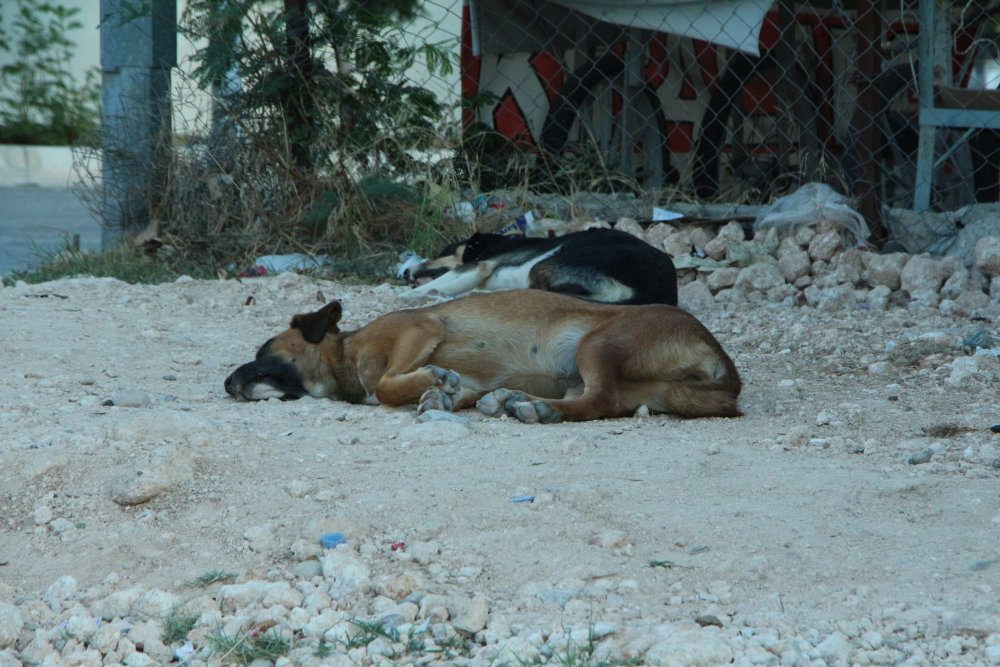 'Sokak hayvanlarını aşılayamazsak insan sağlığını koruyamayız'