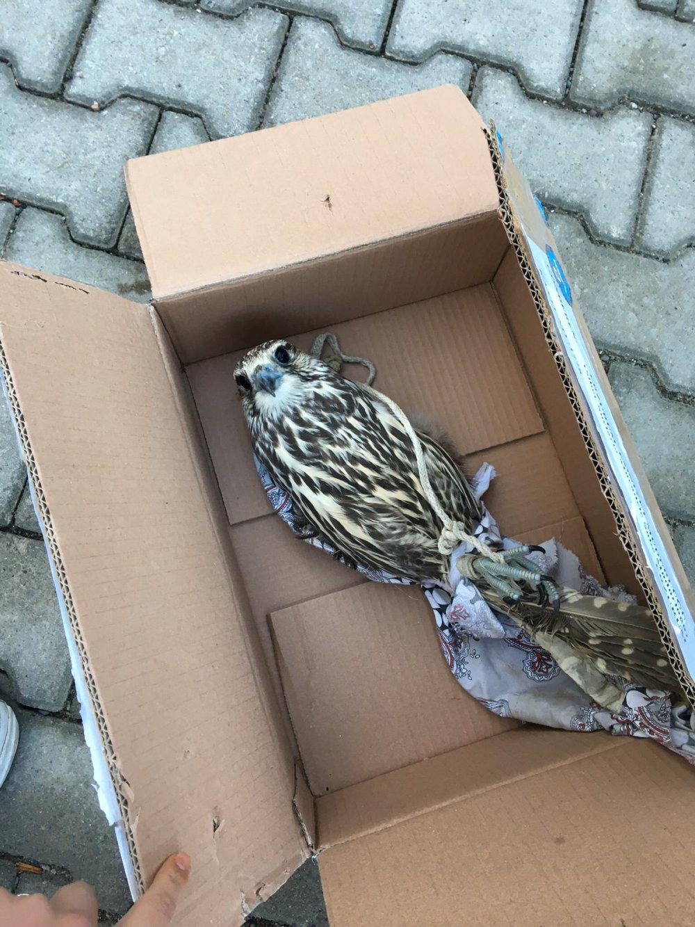 Tuzakla yırtıcı kuşları yakalayan 3 kişiye 176 bin lira ceza