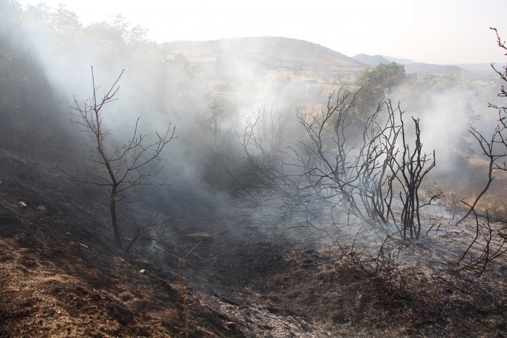 Manisa'da ormanlık alanda yangın