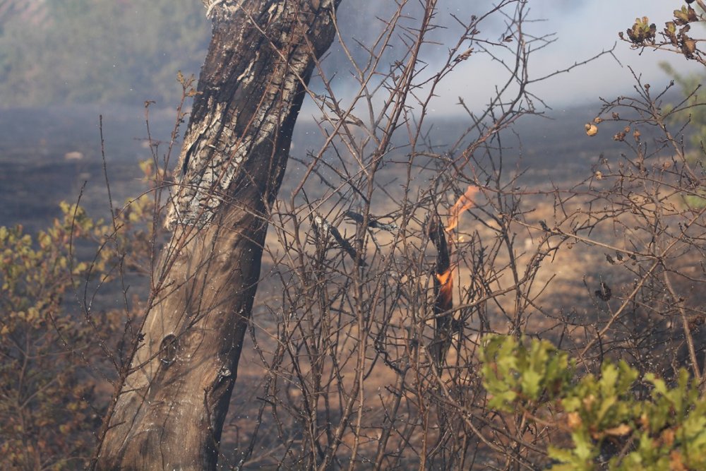 Manisa'da ormanlık alanda yangın