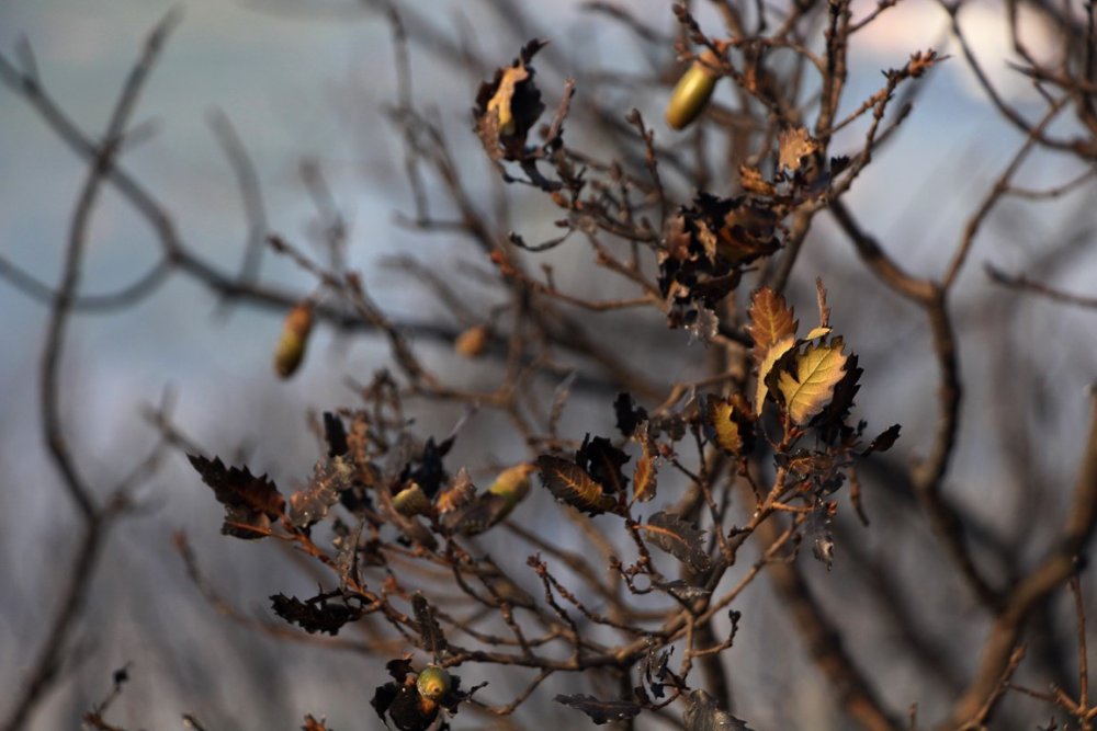 Manisa'da ormanlık alanda yangın