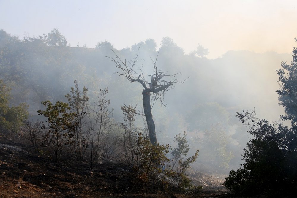 Manisa'da ormanlık alanda yangın