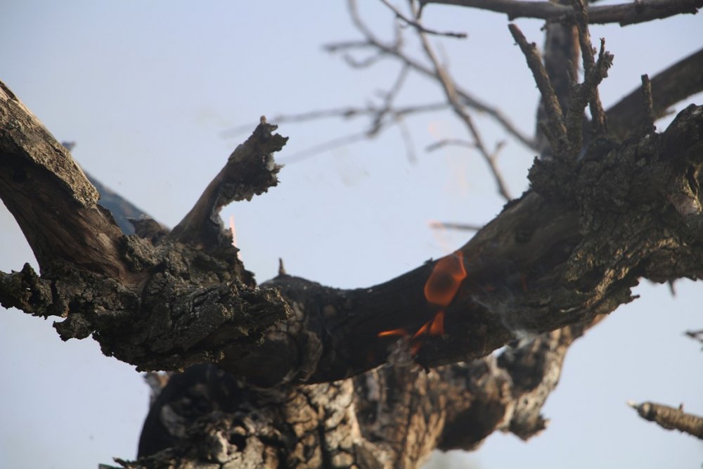 Manisa'da ormanlık alanda yangın