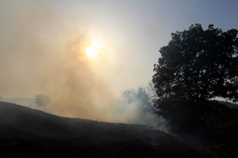 Manisa'da ormanlık alanda yangın