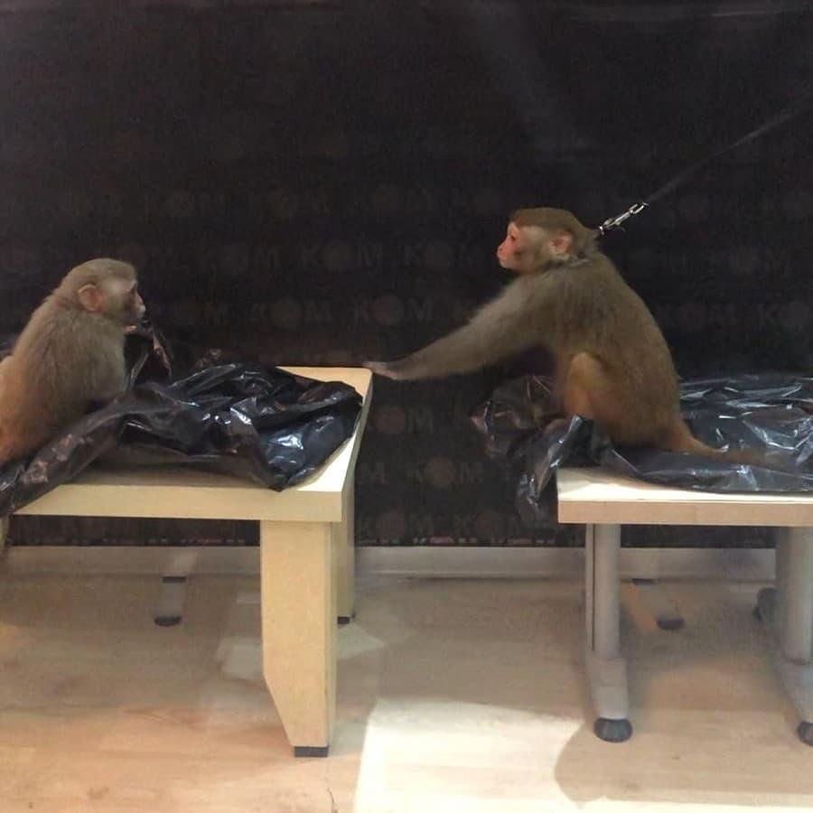 Marmaris'te ticareti yasak Rhesus cinsi maymunlara el konuldu