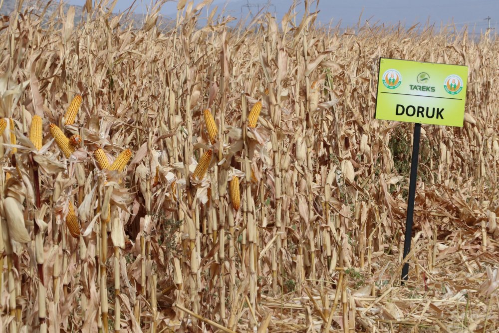 Tarım Kredi Kooperatifleri Genel Müdürü: Her alanda kendi göbeğimizi kendimiz kesmemiz lazım