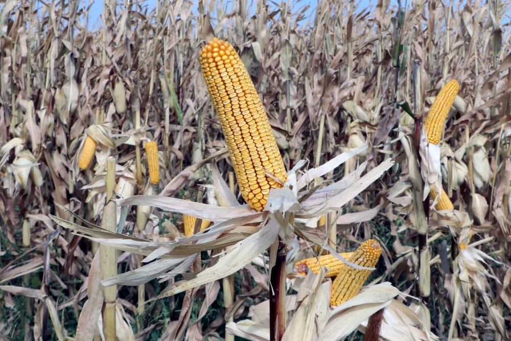 Tarım Kredi Kooperatifleri Genel Müdürü: Her alanda kendi göbeğimizi kendimiz kesmemiz lazım