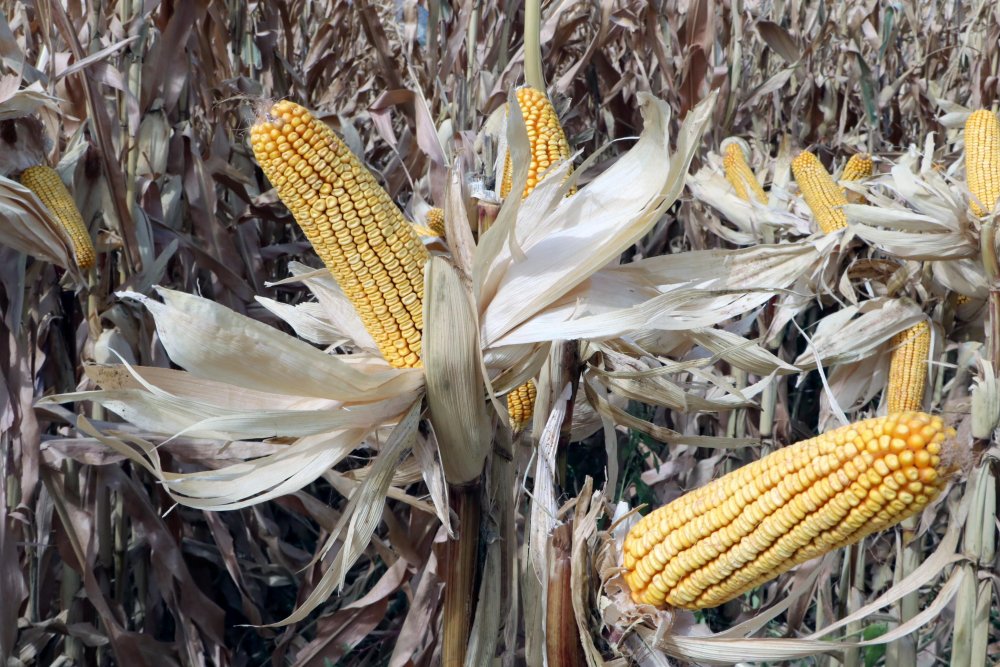 Tarım Kredi Kooperatifleri Genel Müdürü: Her alanda kendi göbeğimizi kendimiz kesmemiz lazım