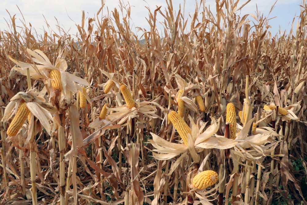 Tarım Kredi Kooperatifleri Genel Müdürü: Her alanda kendi göbeğimizi kendimiz kesmemiz lazım