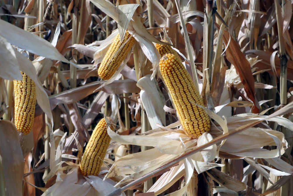 Tarım Kredi Kooperatifleri Genel Müdürü: Her alanda kendi göbeğimizi kendimiz kesmemiz lazım
