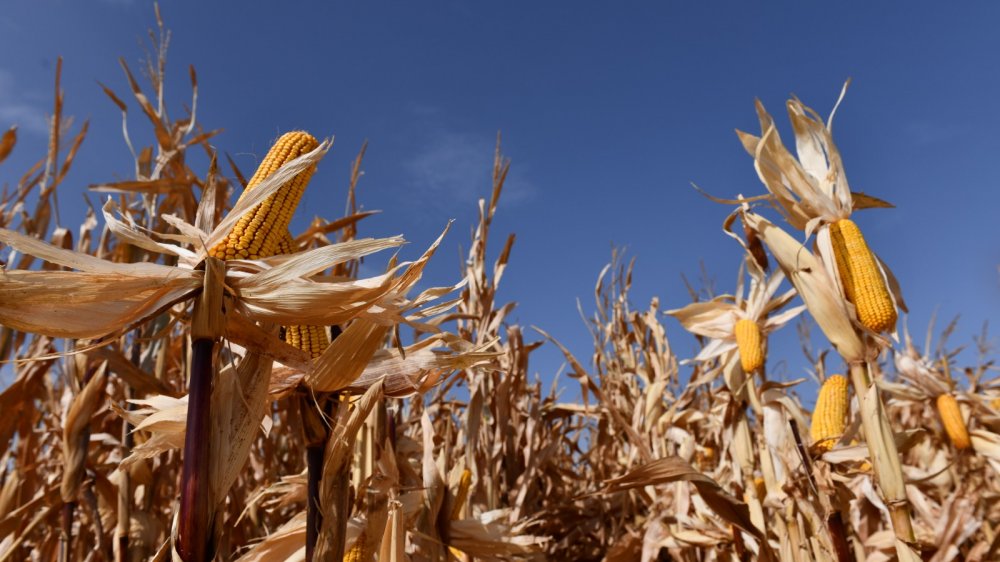 Tarım Kredi Kooperatifleri Genel Müdürü: Her alanda kendi göbeğimizi kendimiz kesmemiz lazım