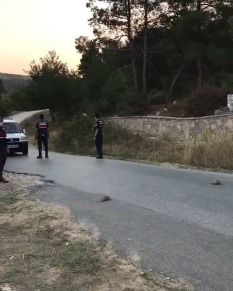 Uşak'ta hayvanları koruma gününde jandarma yürekleri ısıttı