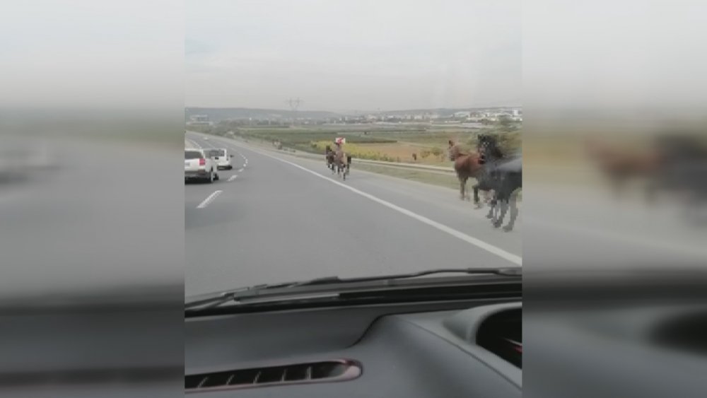 Eyüpsultan'da başıboş atlar kamerada