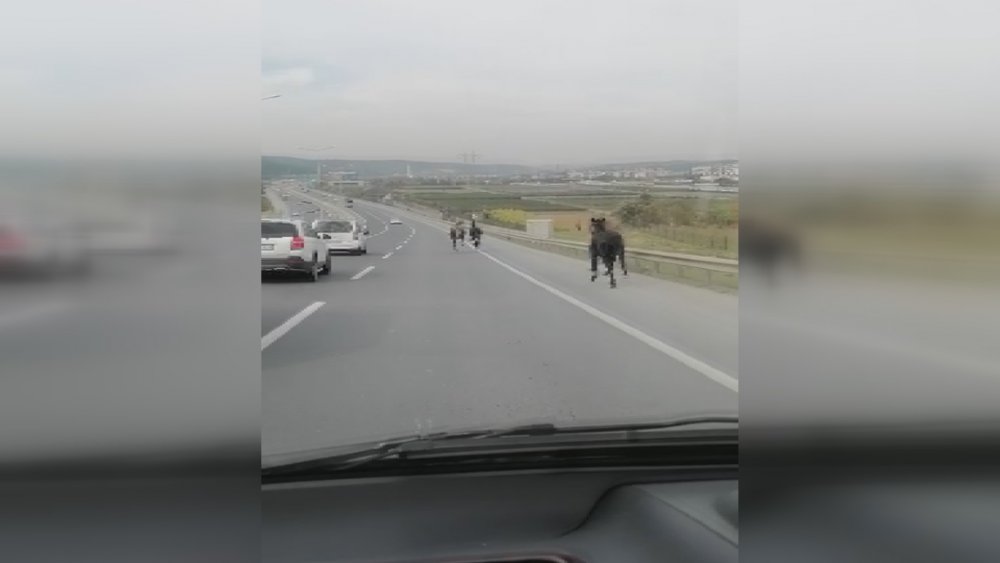 Eyüpsultan'da başıboş atlar kamerada