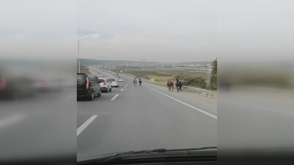 Eyüpsultan'da başıboş atlar kamerada
