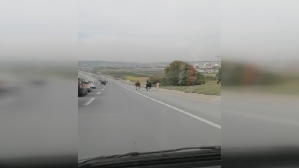 Eyüpsultan'da başıboş atlar kamerada