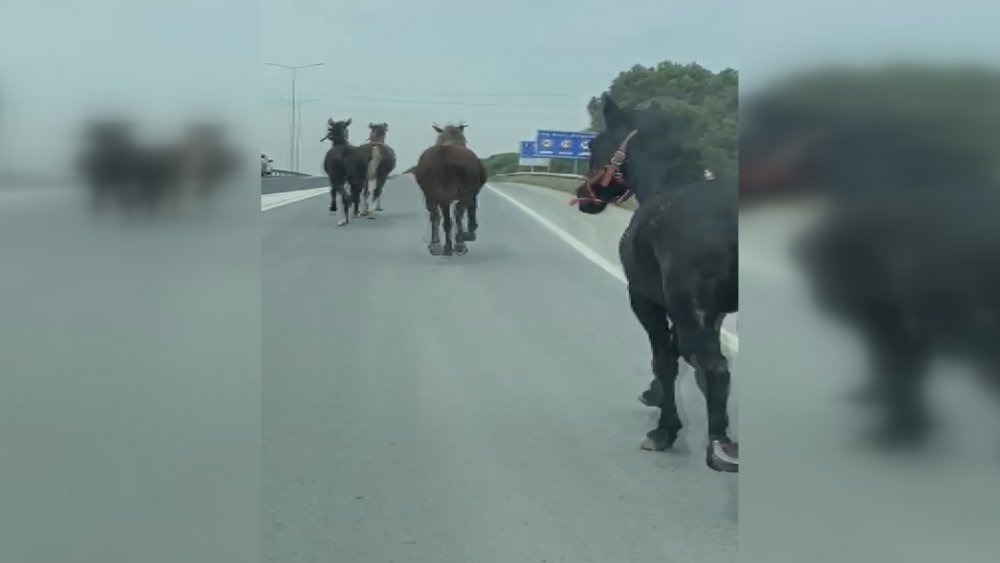 Eyüpsultan'da başıboş atlar kamerada