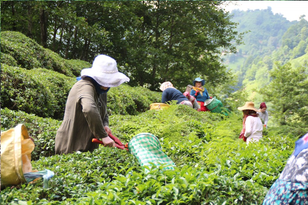 Çaykur’dan üreticiye ödeme müjdesi